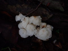 Favolaschia manipularis