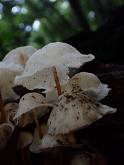 Favolaschia manipularis