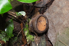 Galiella