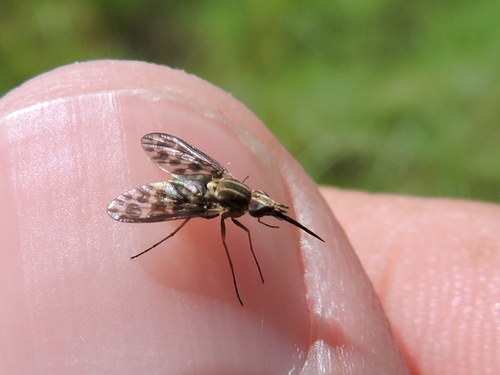 Poecilognathus punctipennis