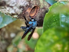 Xylocopa caerulea