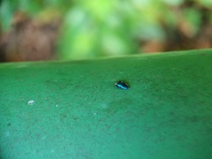 Endelus cupido