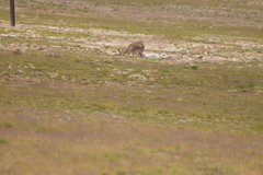 Procapra picticaudata