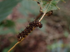 Limenitidini