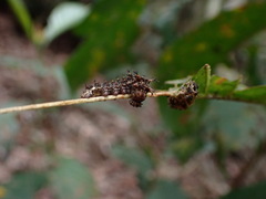 Limenitidini