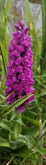 Dactylorhiza purpurella