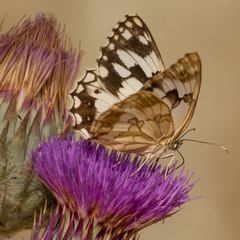Melanargia lachesis