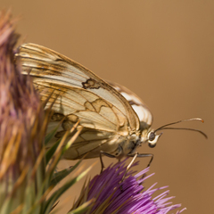 Melanargia lachesis