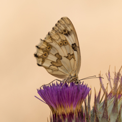 Melanargia lachesis