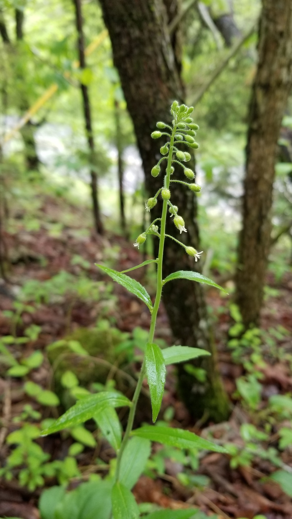 Boechera canadensis
