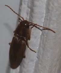 Conoderus vespertinus