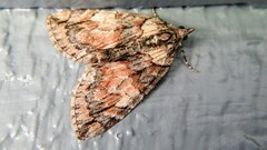 Hydriomena perfracta