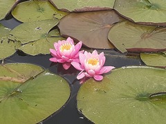 Nymphaea × marliacea