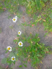 Tripleurospermum inodorum