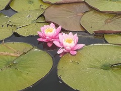 Nymphaea × marliacea