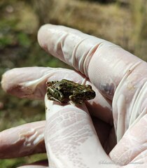 Pleurodema marmoratum