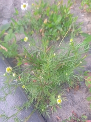 Tripleurospermum inodorum