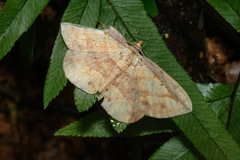Synegia