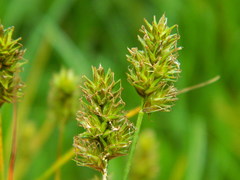 Carex hoodii
