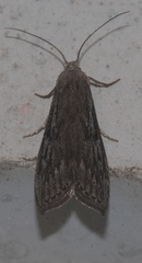 Aphomia terrenella