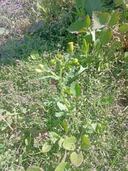 Senecio vulgaris