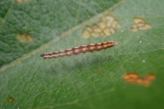 Swammerdamia pyrella