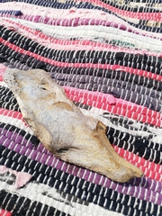 Phocoena phocoena
