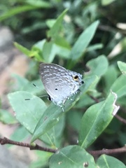 Sinthusa chandrana