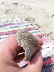 Phocoena phocoena
