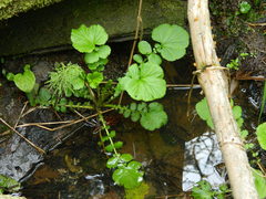 Geum macrophyllum macrophyllum