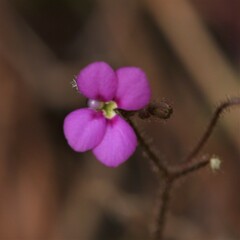 Stylidium austrocapense