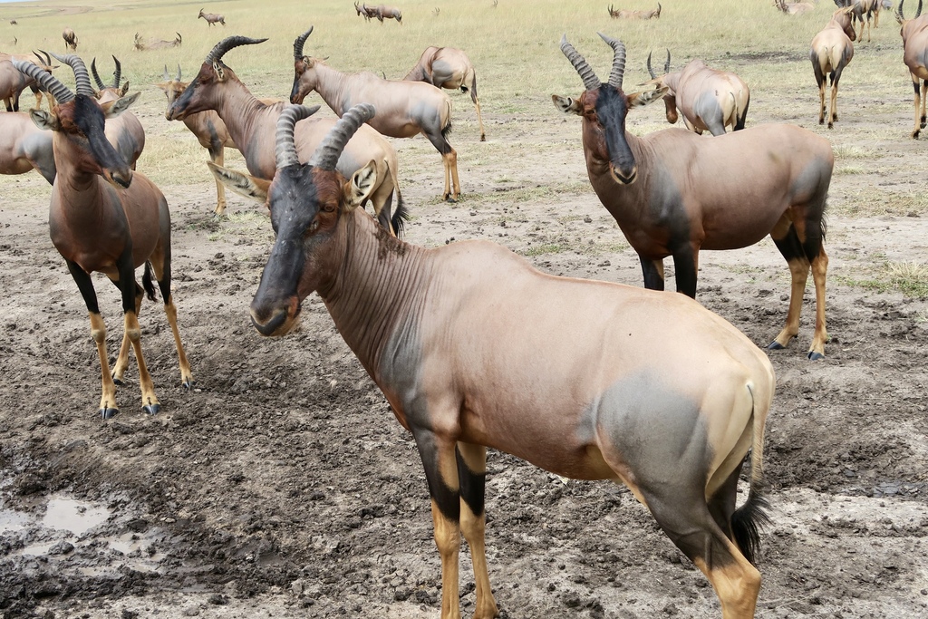 Real skull topi hartebeest | real skull topi heartbeast | Damaliscus lunatus cheapest jimela | taxidermy