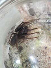 Segestria florentina