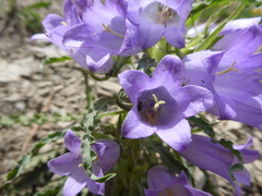 Campanula speciosa