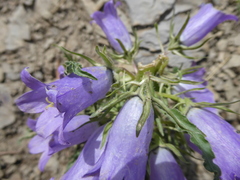 Campanula speciosa