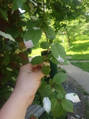 Actinidia kolomikta