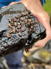 Austrominius modestus