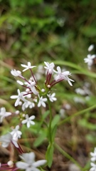 Valerianella ozarkana
