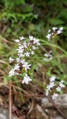 Valerianella ozarkana