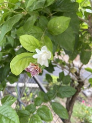 Jasminum sambac