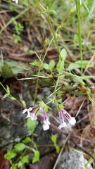 Valerianella ozarkana