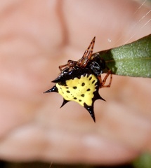 Macracantha hasselti