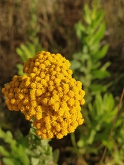 Achillea ageratum