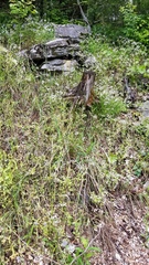 Valerianella ozarkana