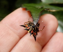 Macracantha hasselti