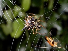 Macracantha hasselti