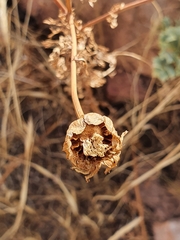 Asteraceae
