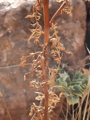 Asteraceae