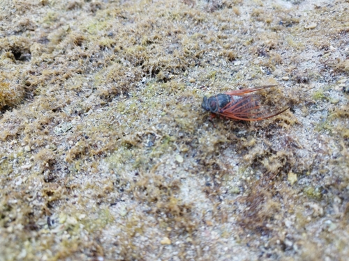 cikáda viničná (Tibicina haematodes)