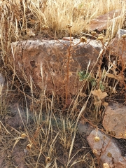 Asteraceae